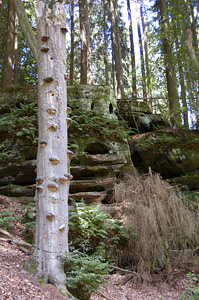paddenstoelen