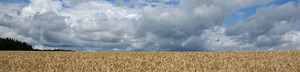 korenveld
